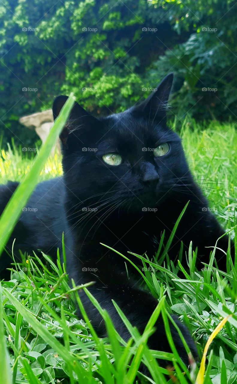 cat in the grass
