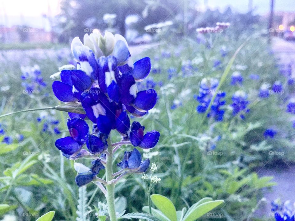 Bluebonnet 