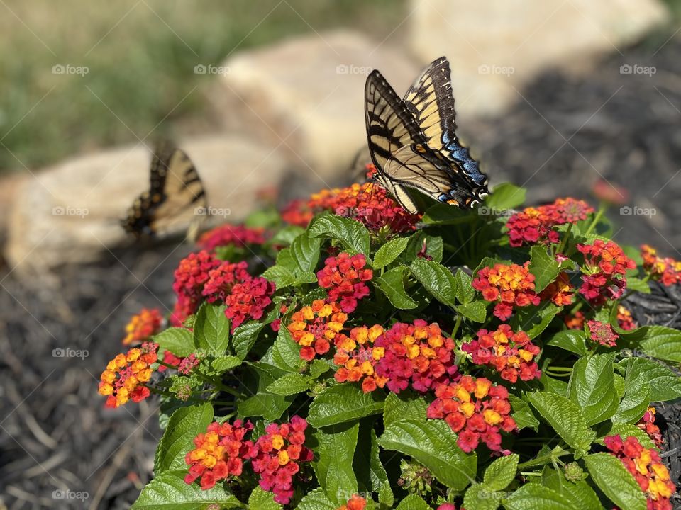 Butterflies