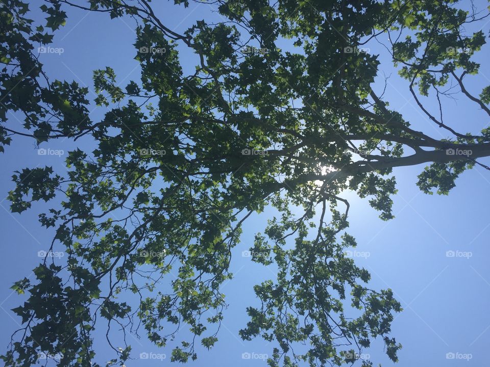 Green leaves on tree blocking sunlight on blue sky.