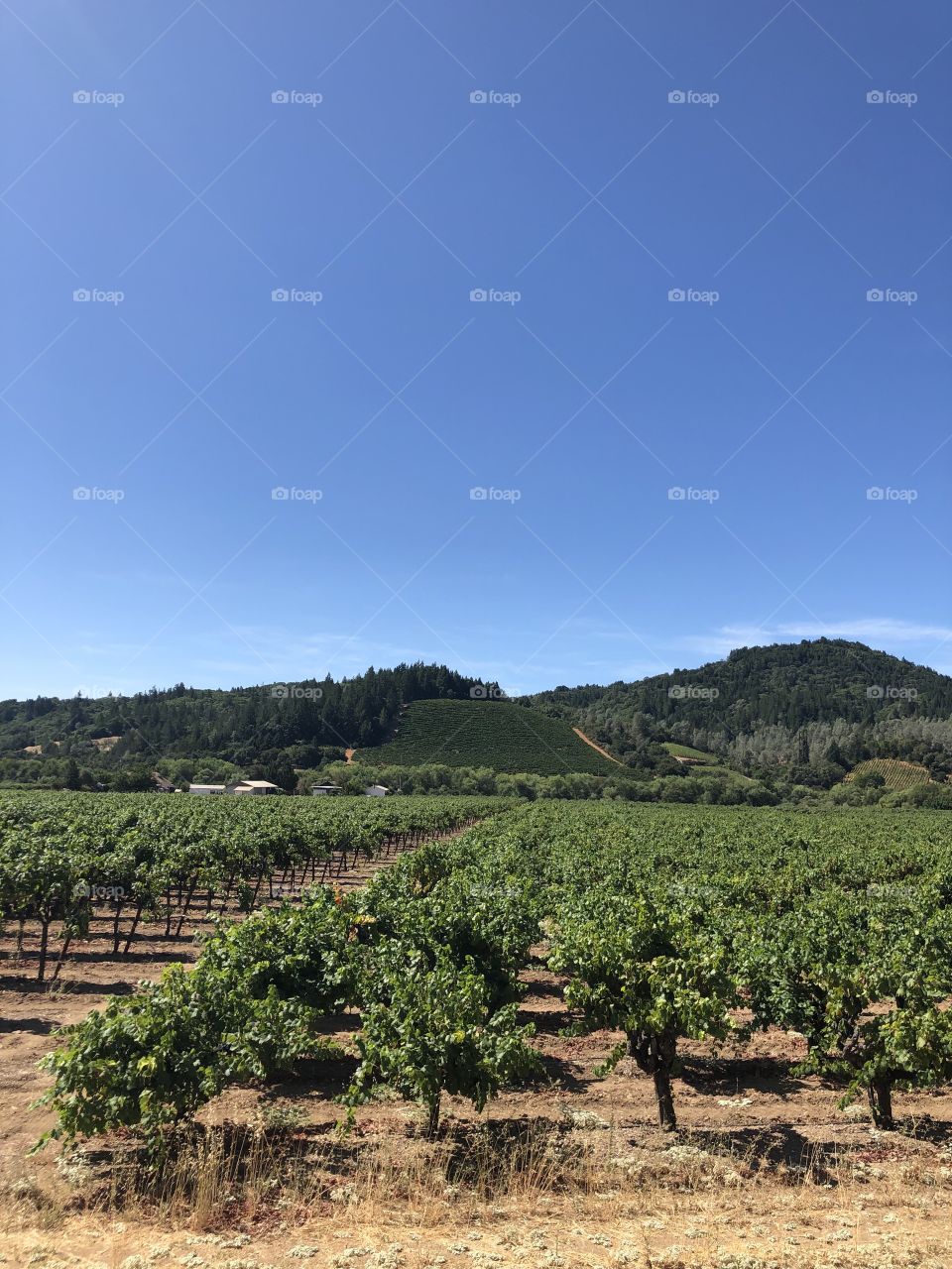A Vineyard in Napa Valley