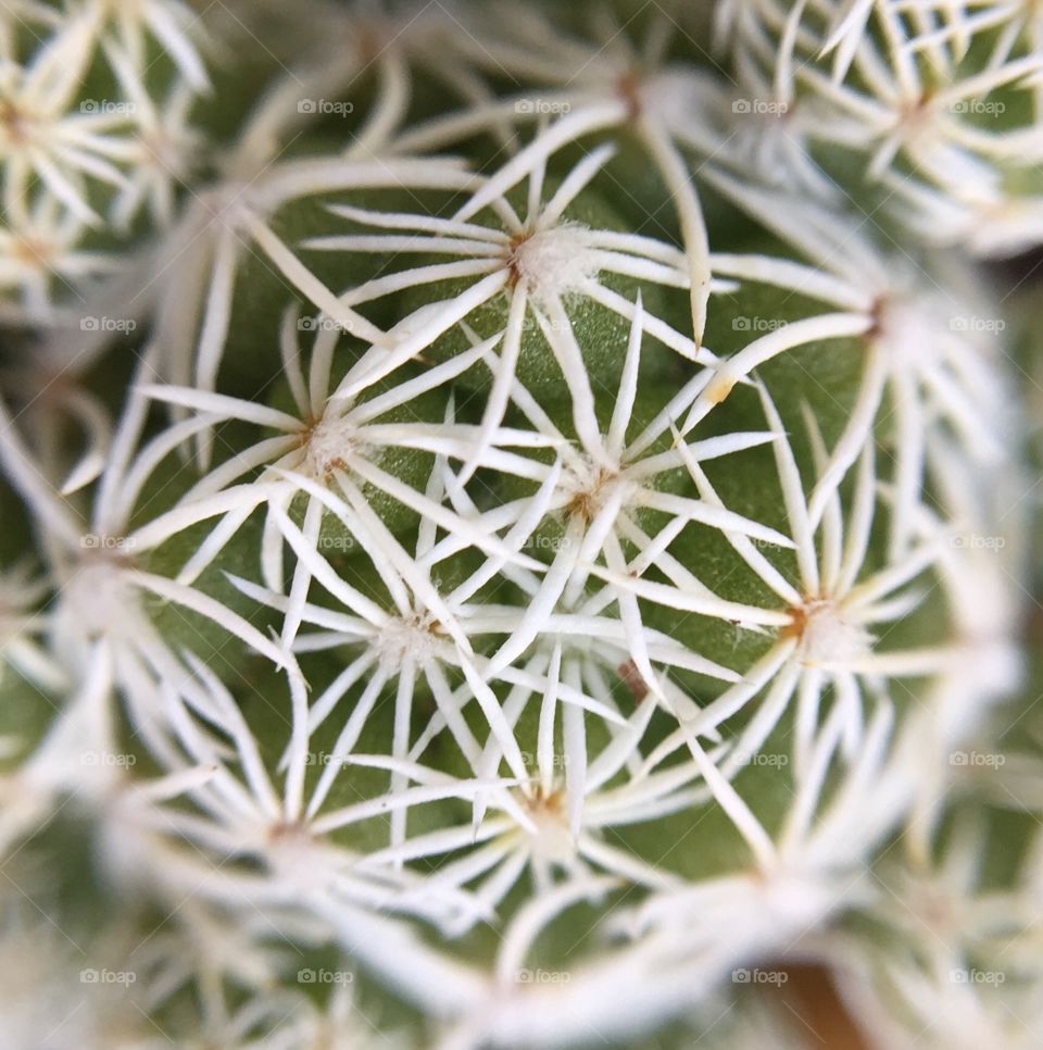Cactus clusters