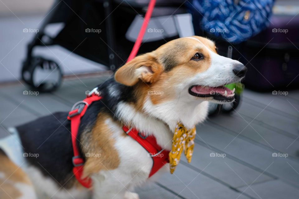 lovely smile corgis dog