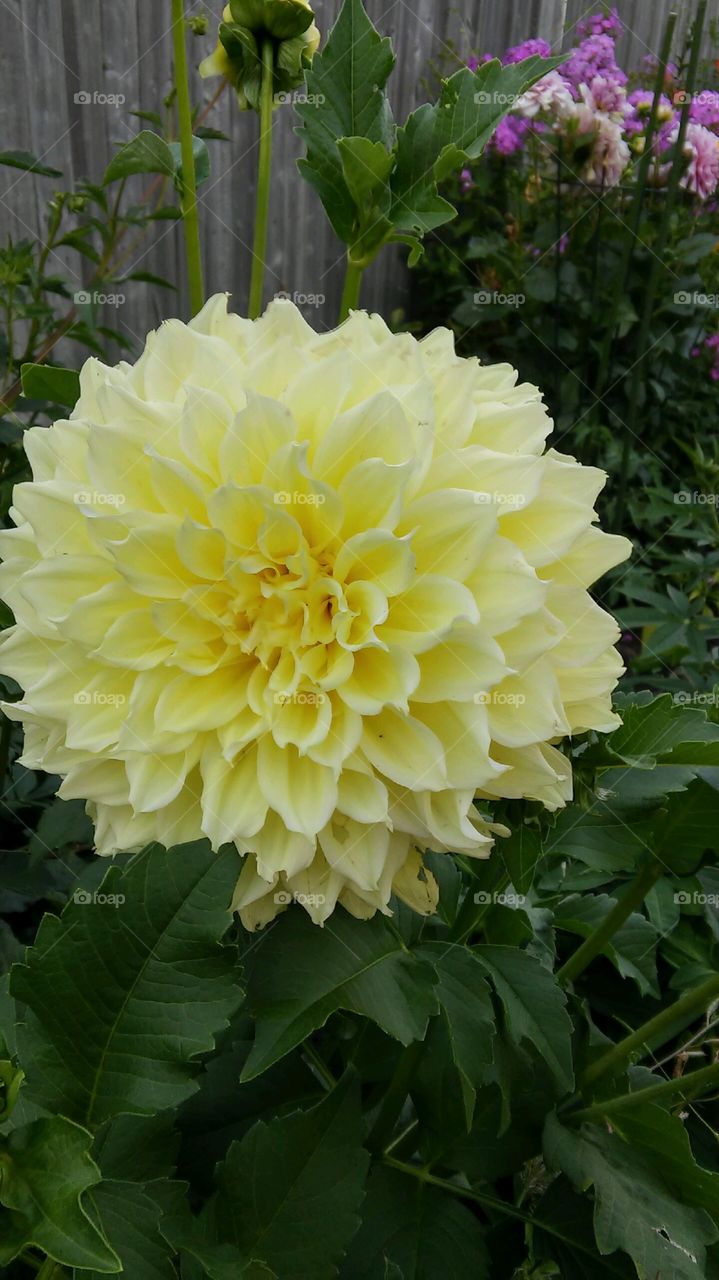 dahlia