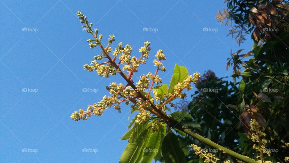 The mango's flowers that starts blooming in the beginning of March.