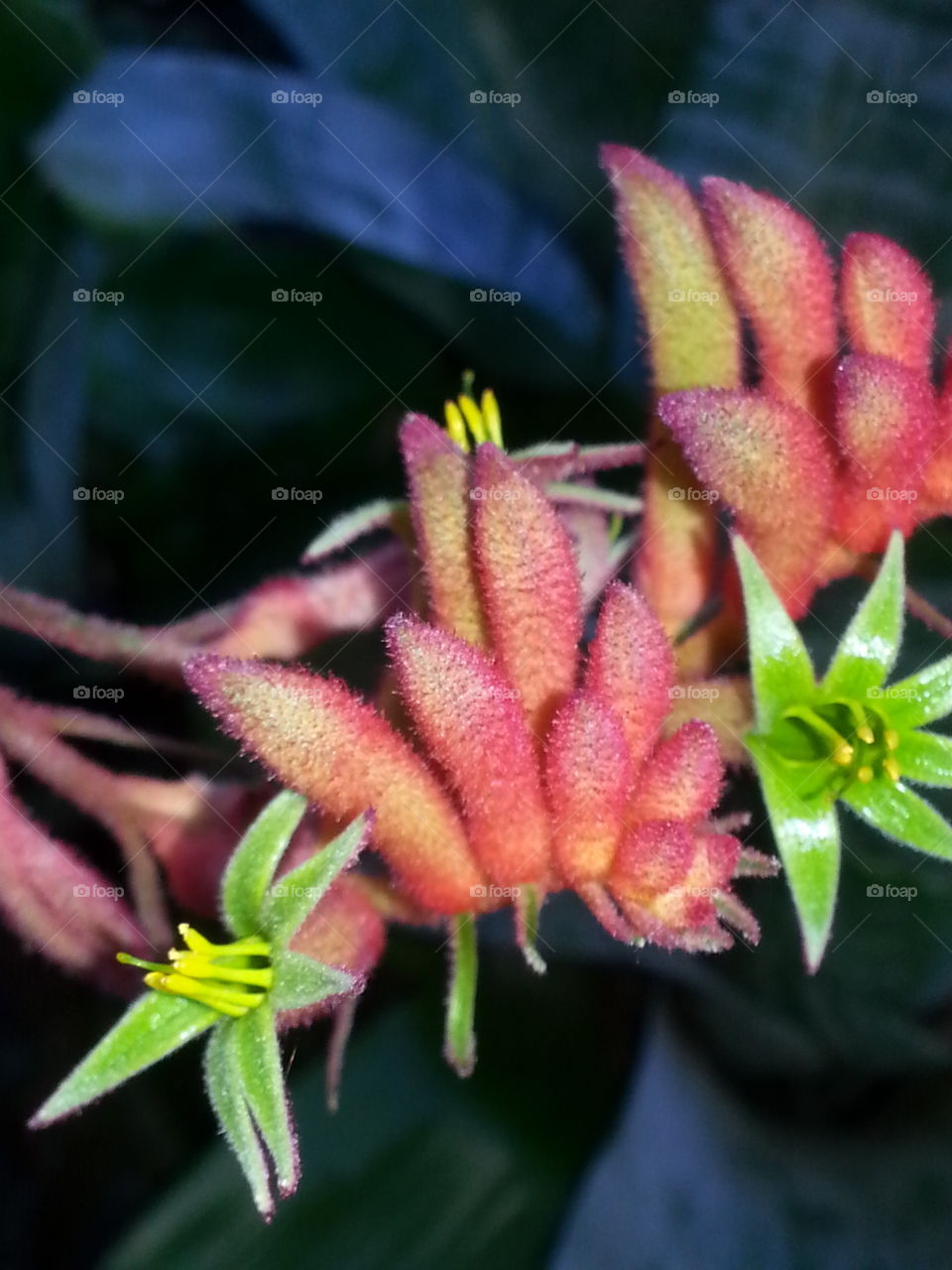 Kangaroo Paw