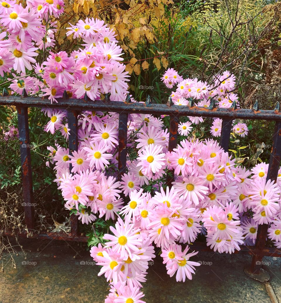 Flowers in NYC 