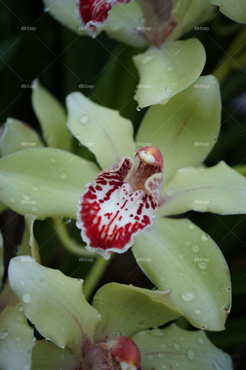 Red yellow orchid 