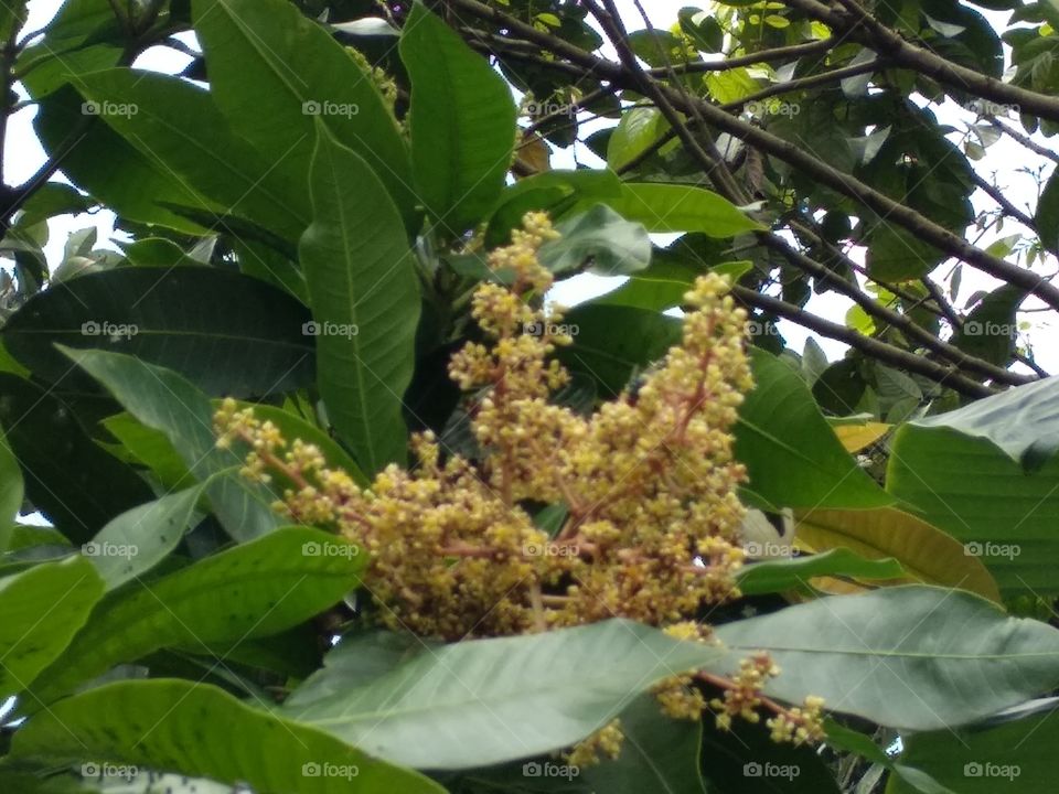 Mango Flower