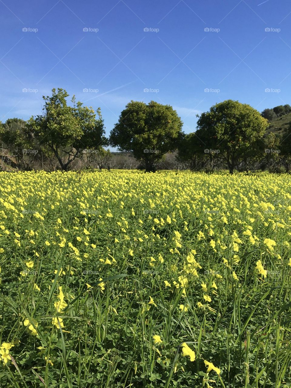 Yellow springtime fields with oxalis and oranges trees under blue sky 