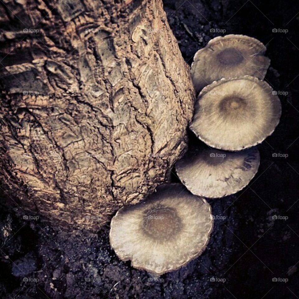 Mushroom