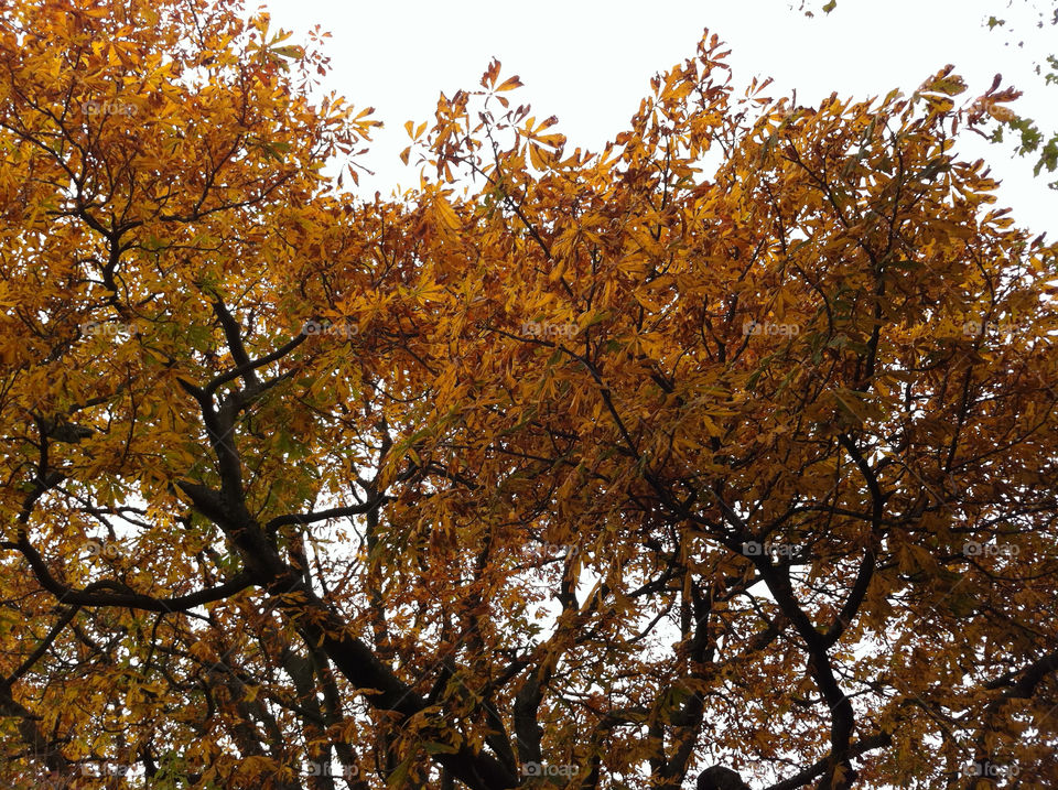Fall, Tree, Leaf, Season, Gold