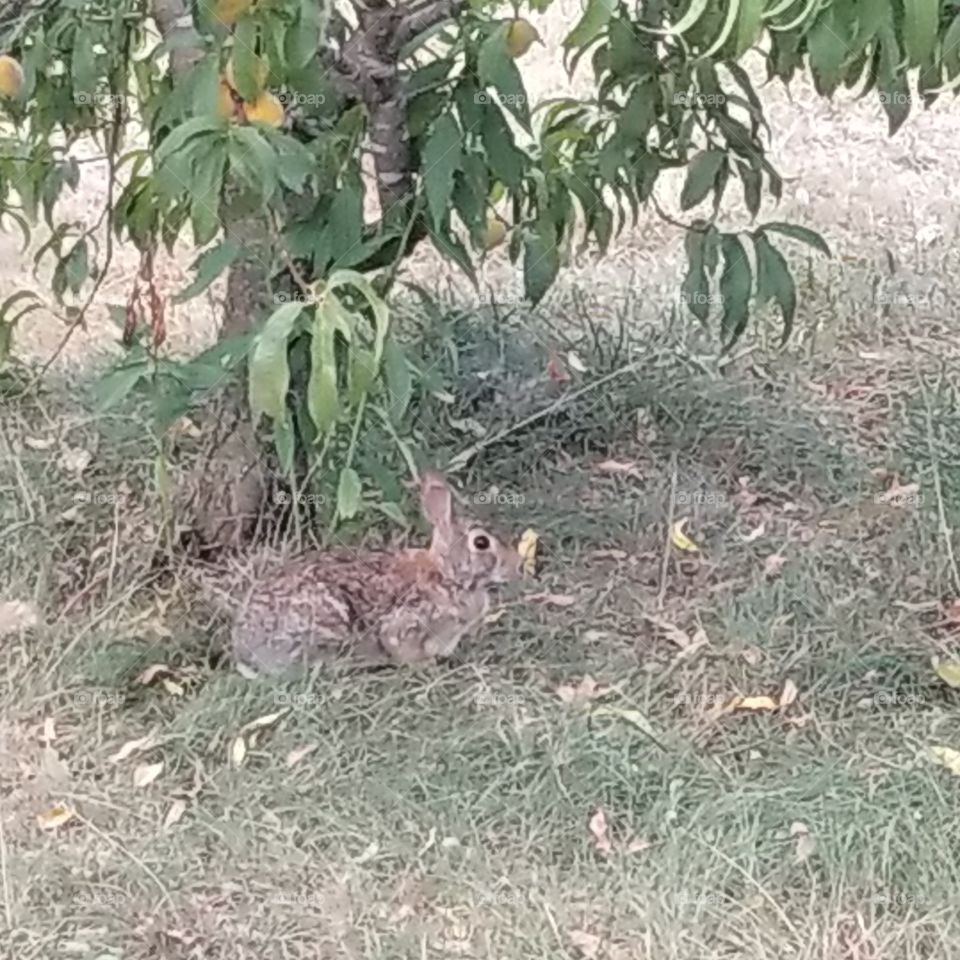 our resident rabbit trying to get some snacks off the peach tree in our yard
