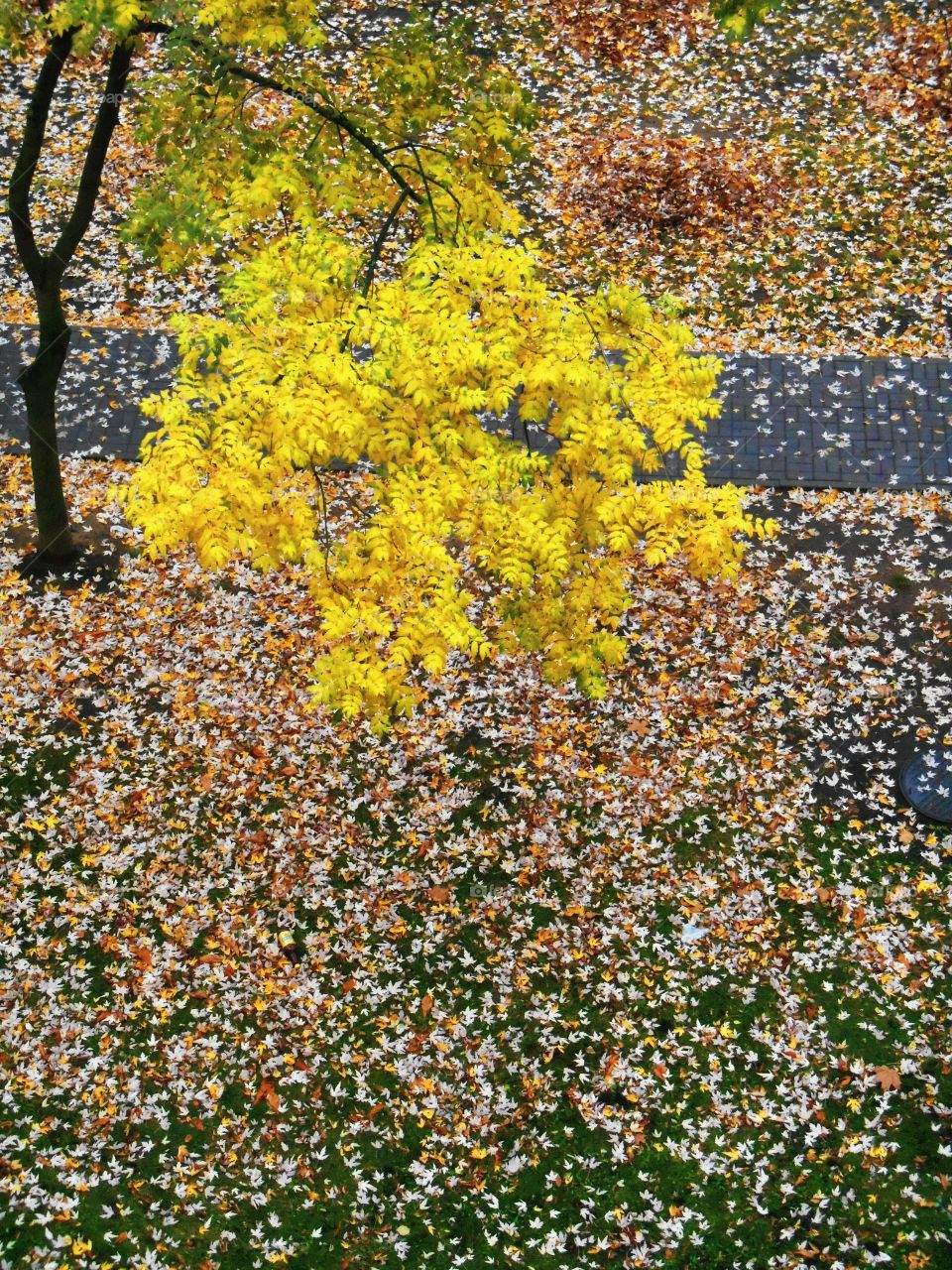 Leaf, Nature, Season, Landscape, Tree