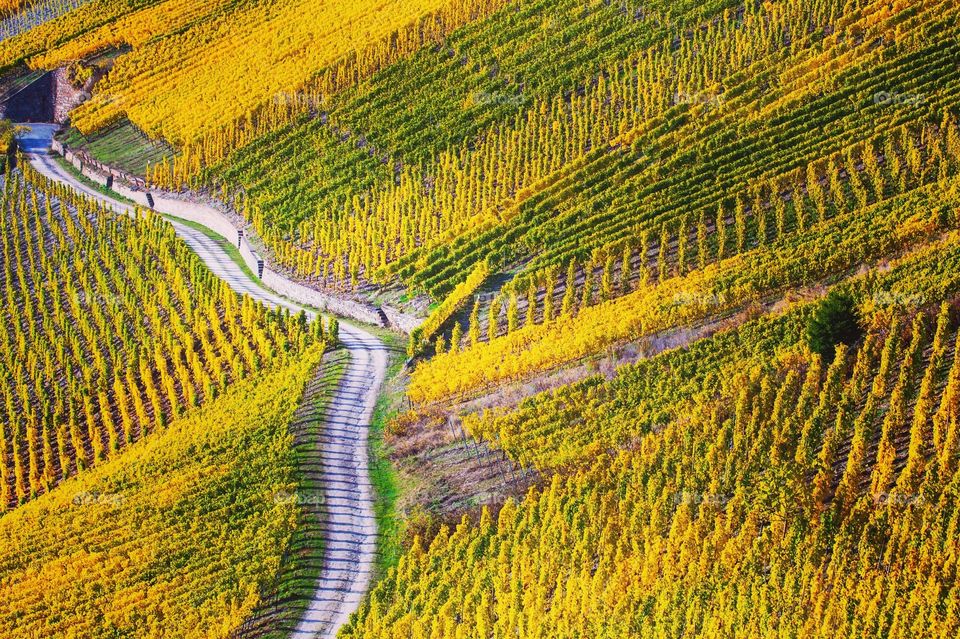 Autumn Vineyards at the Moselle 