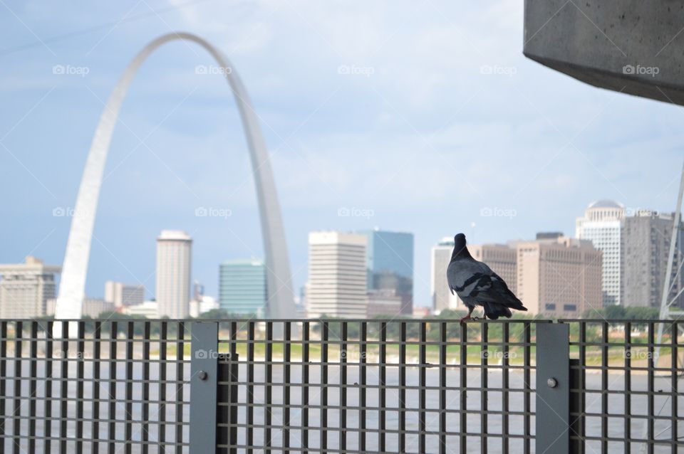 Pigeon in East St. Louis/Arch. Standing at the train platform, this pigeon appeared to be looking at the St. Louis Arch.