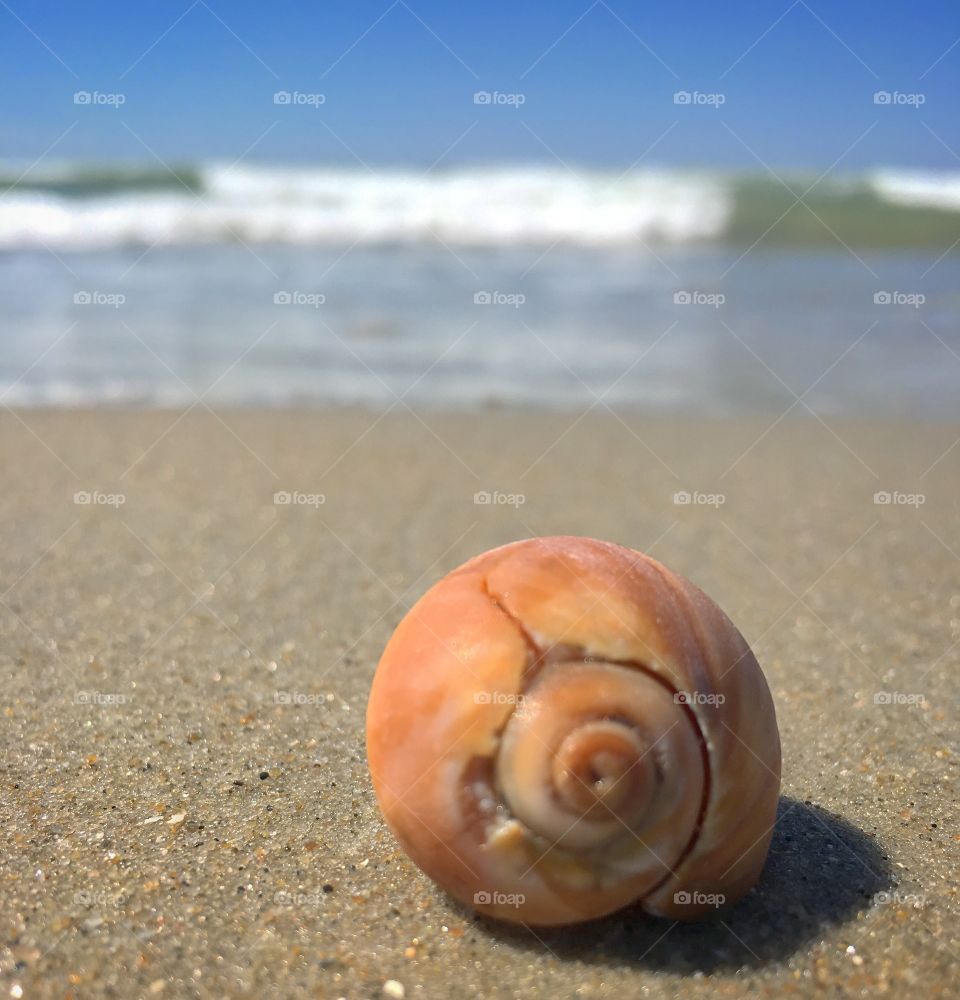 Seashell on the sea shoreline