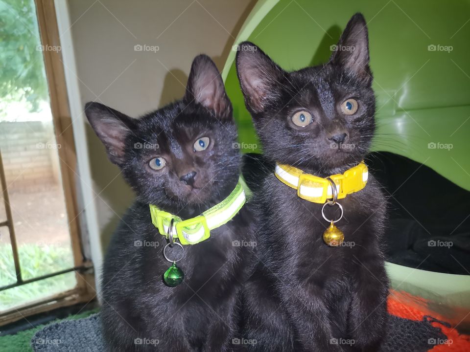 Two new kittens with new bells
