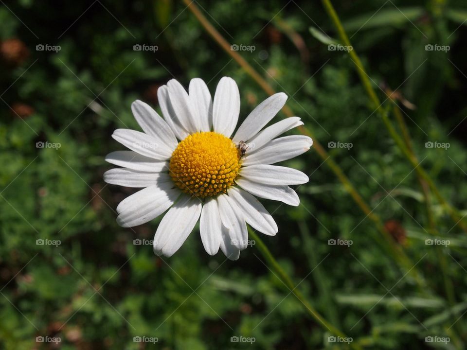 Wisconsin Wildflower 