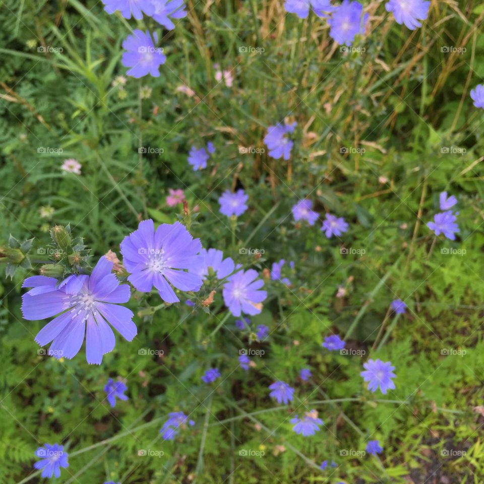 Flower, Nature, Flora, Hayfield, Summer