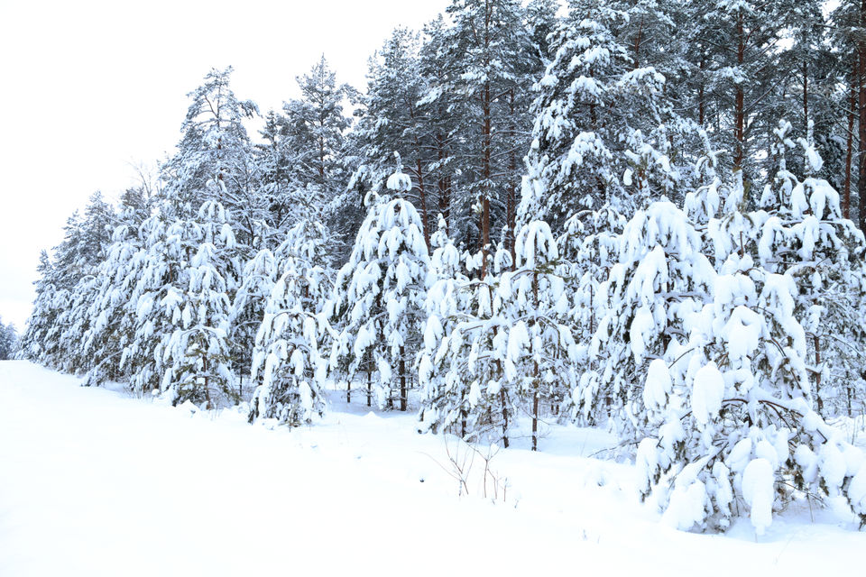 winter forest