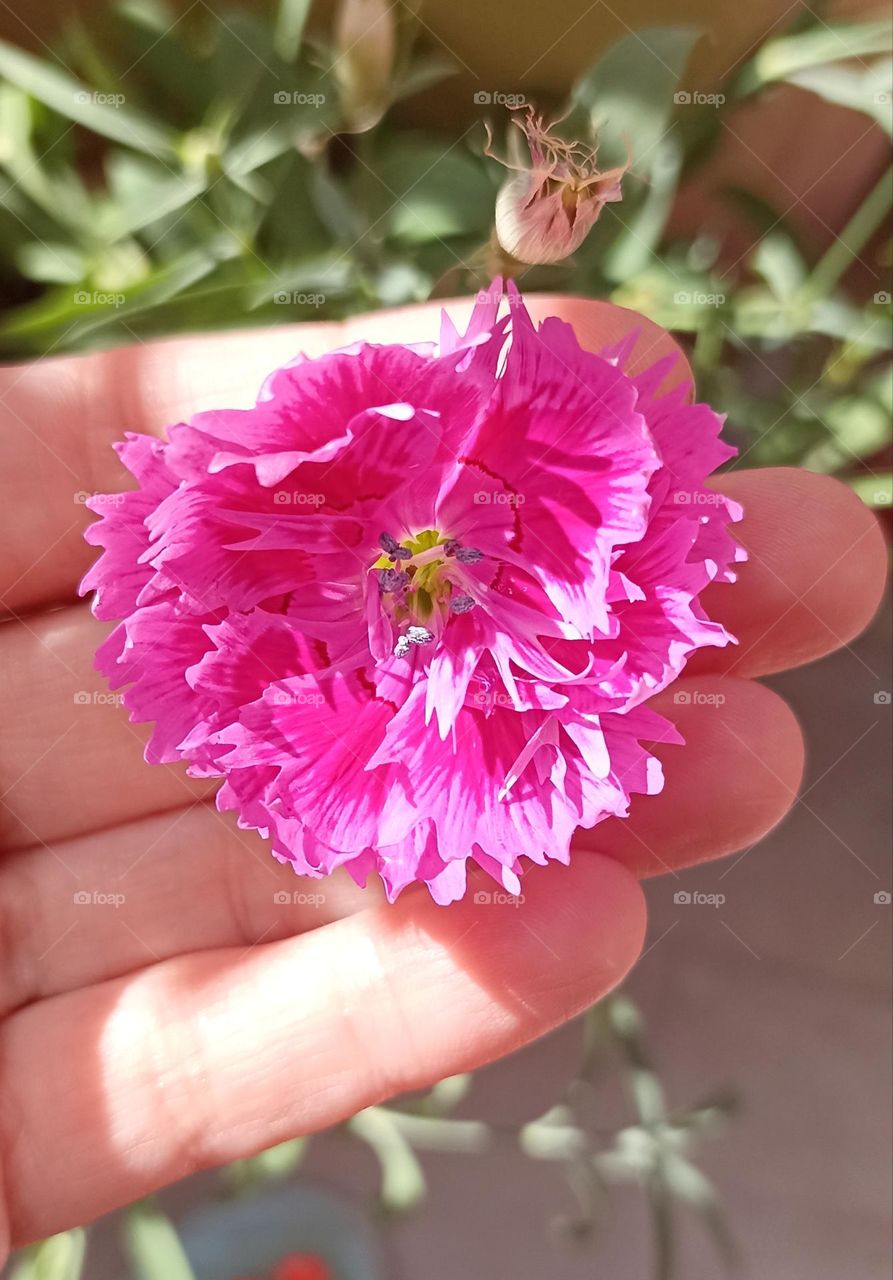 flower Chinese coronation magenta colour in the hand close up