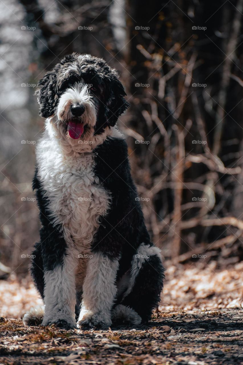 Dog sitting on trail