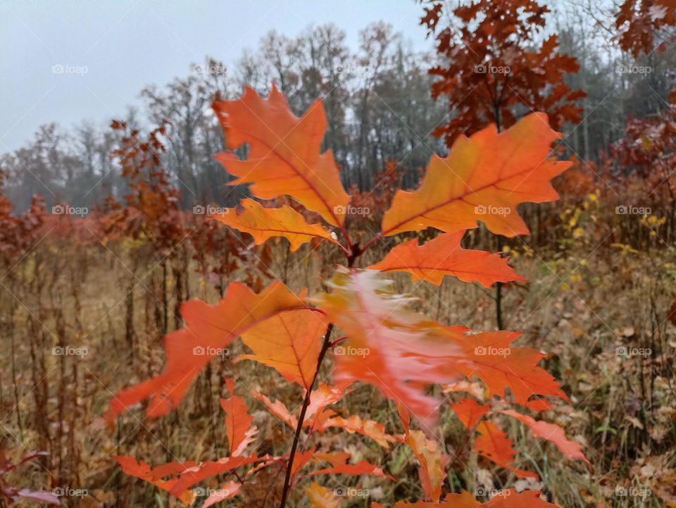 Oak leaf in autumn🍁🍁🍁
