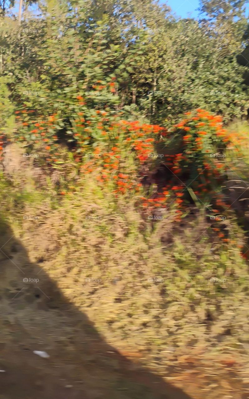 Conexão com a natureza. A presença de flores silvestres e plantas nativas nos campos remete à riqueza e diversidade do ecossistema natural.