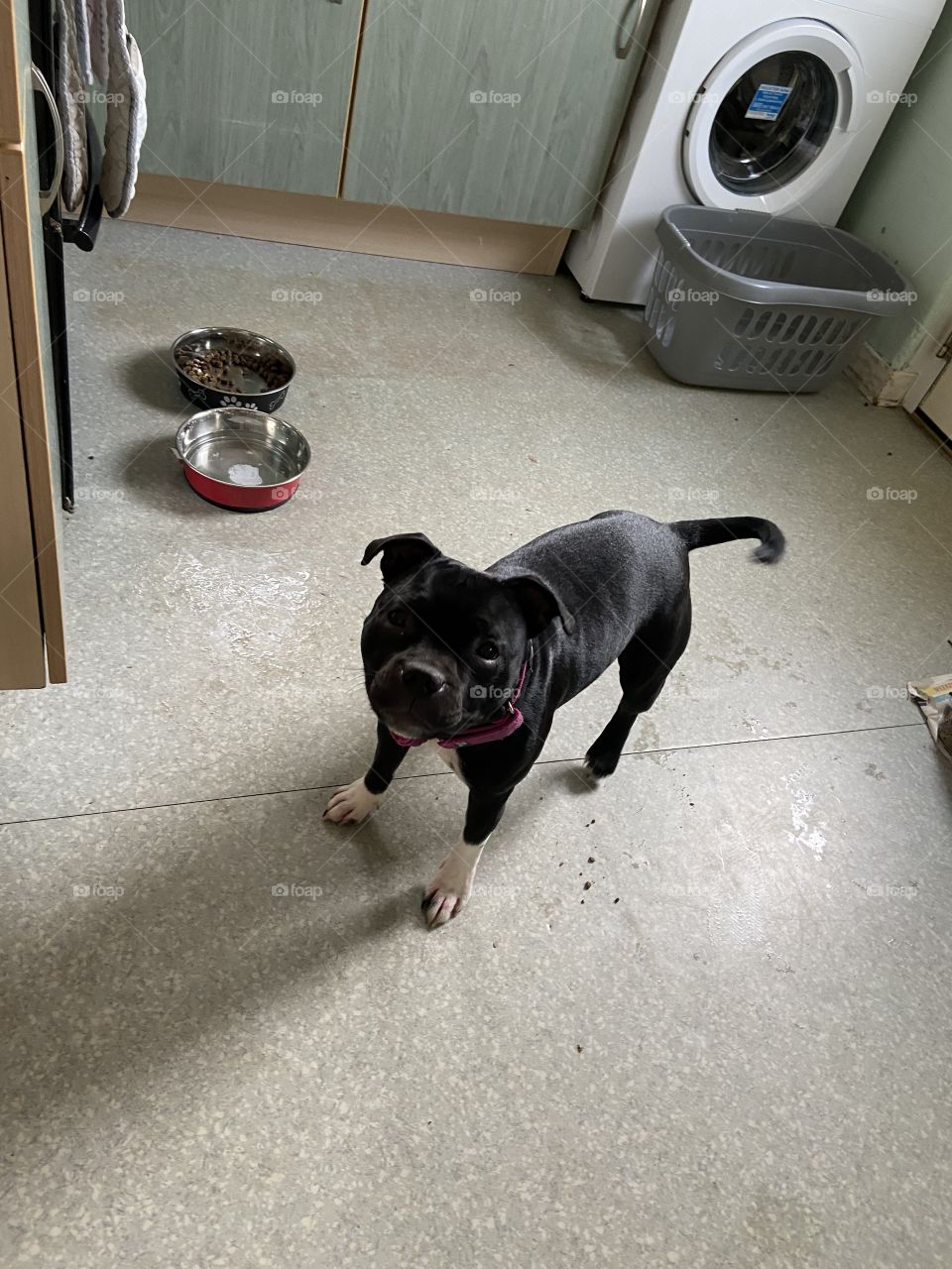 Bella the Staffie 🐶