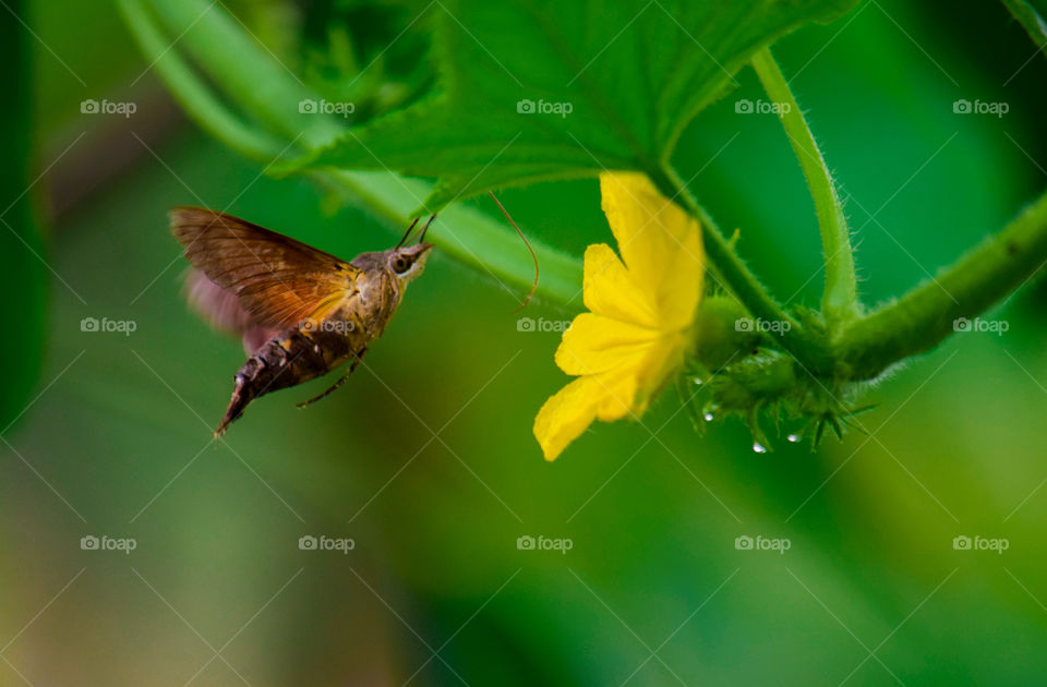 Flight for survival bee huming moth