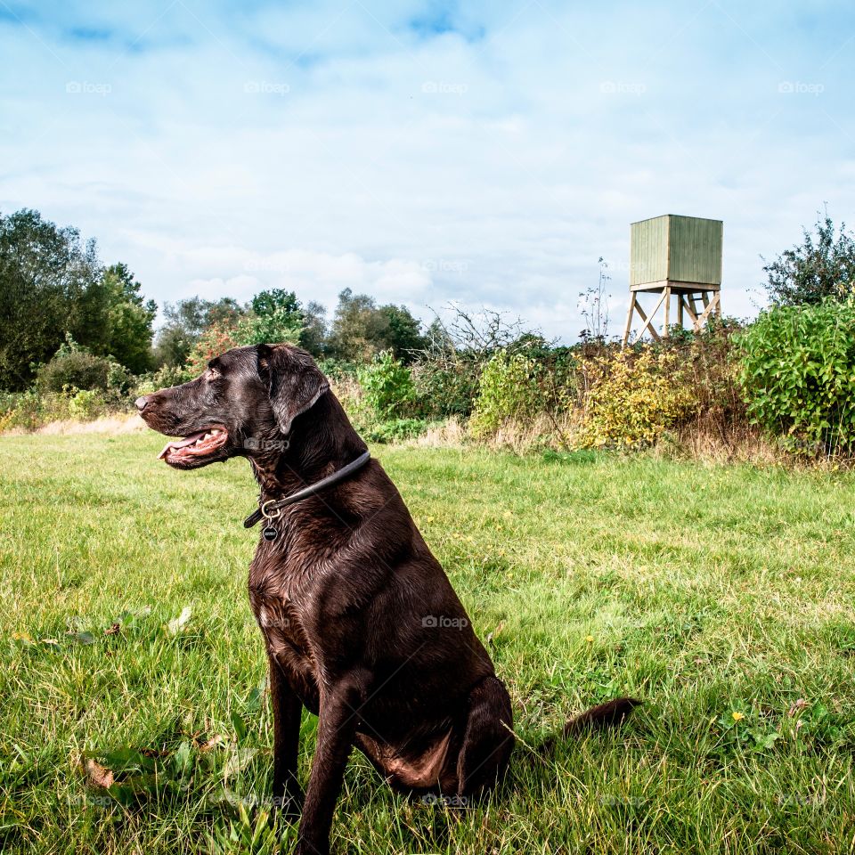 Hunting dog on a field with a watching tower