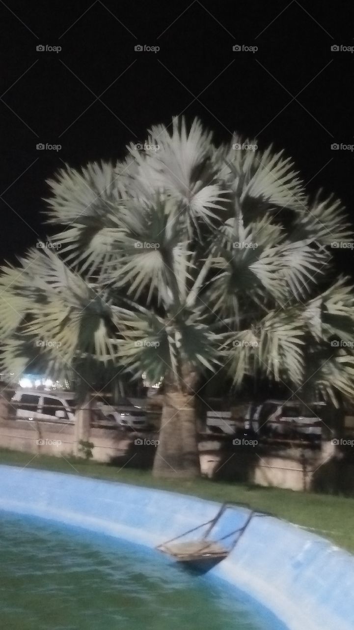 Palm