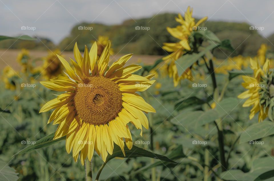Sunflowers in a field surrounded by full leaved trees in the summery countryside 