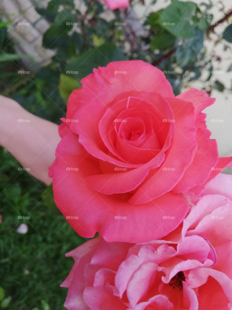 Rose