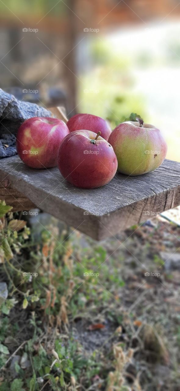 Lovely healthy apples from my orchard