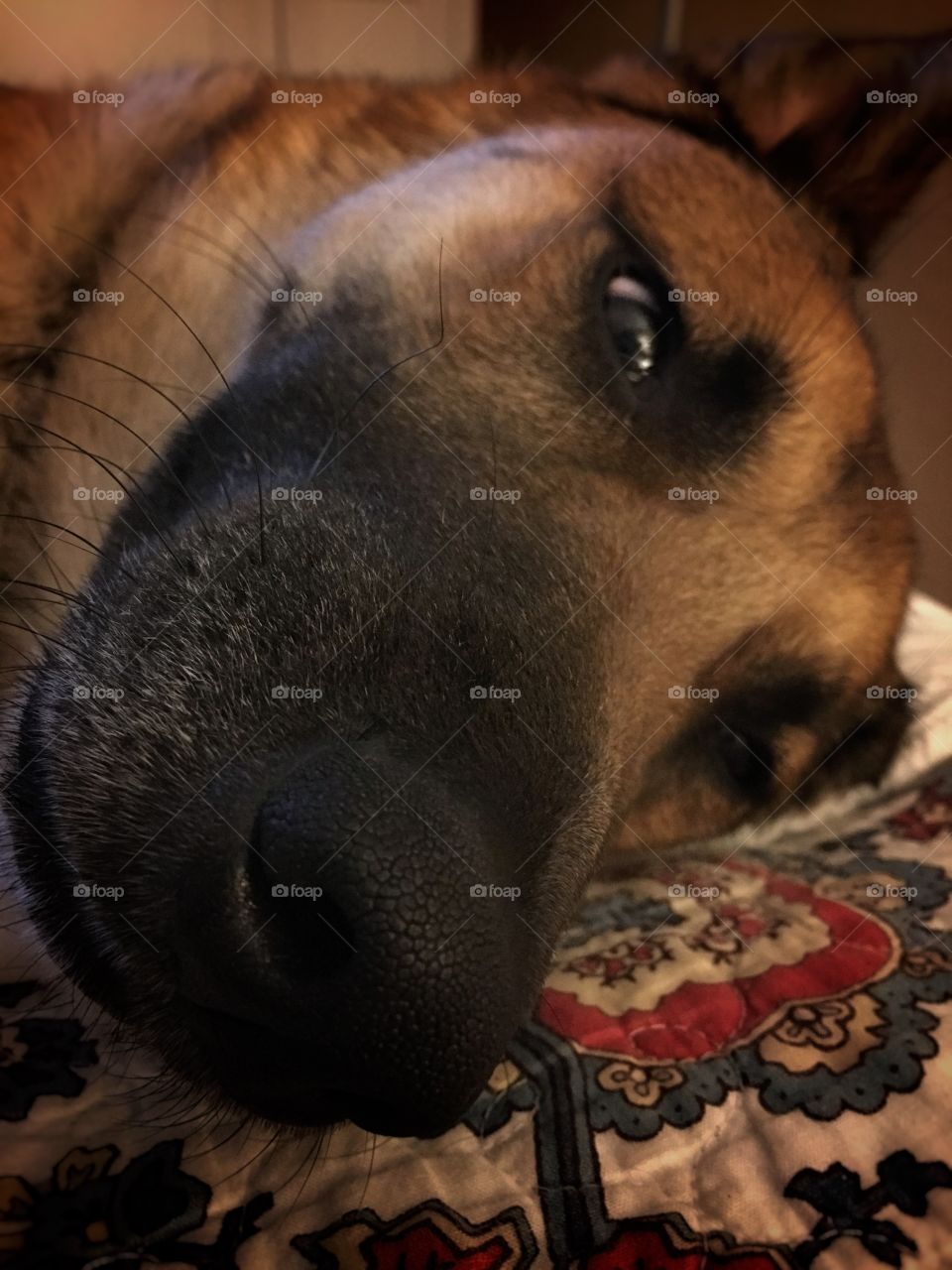 Close up of Shepherd mix ready for bed 