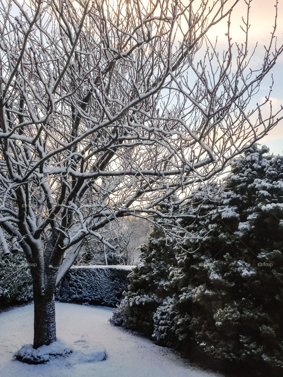 Snowy tree