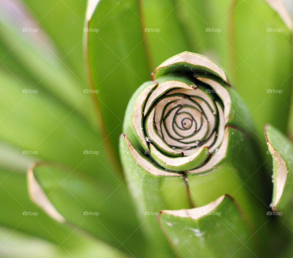 High angle view of cactus
