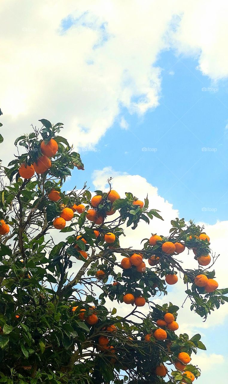 Orange tree in spring