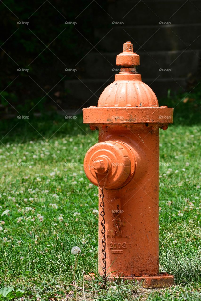 Orange fire hydrant 