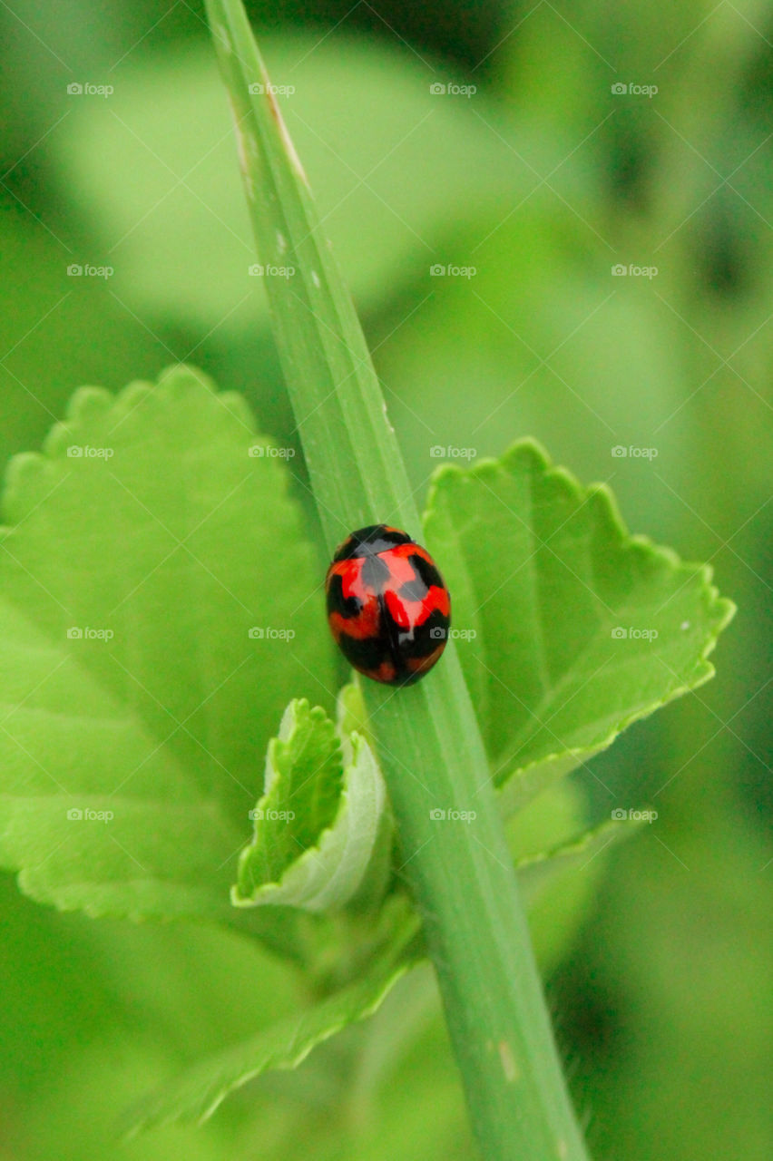 hlo there me the bug ! beautiful is it ???with my red and black dress