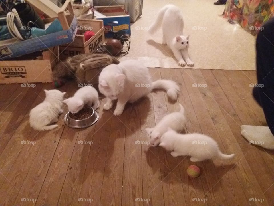 Maman et ses bébés