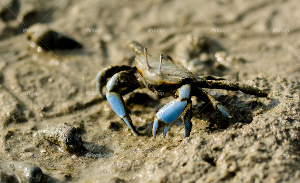 Crab from Kuwait Marsh land