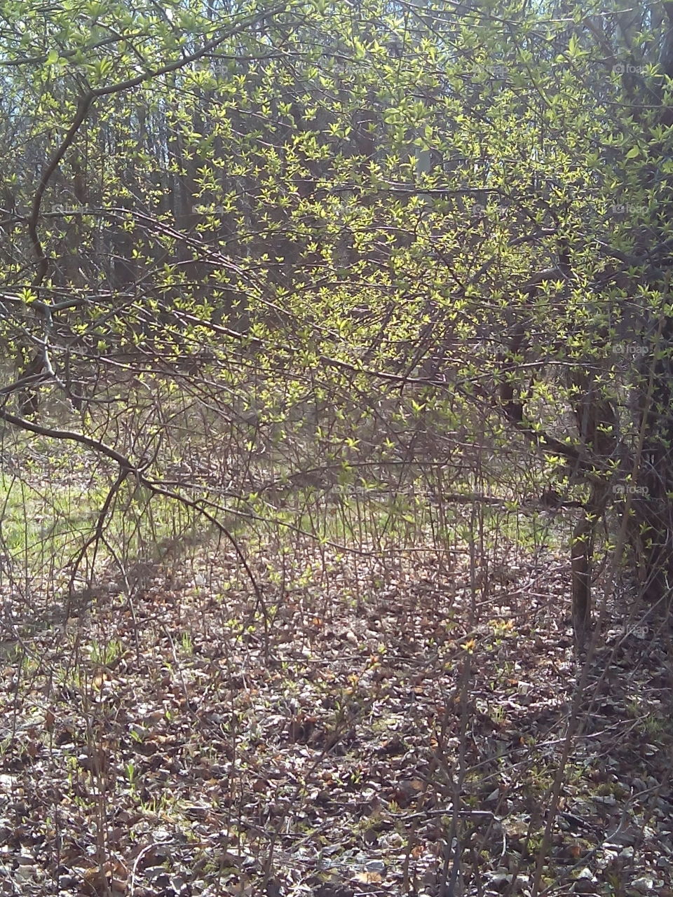 Landscape, Tree, Wood, Nature, Leaf