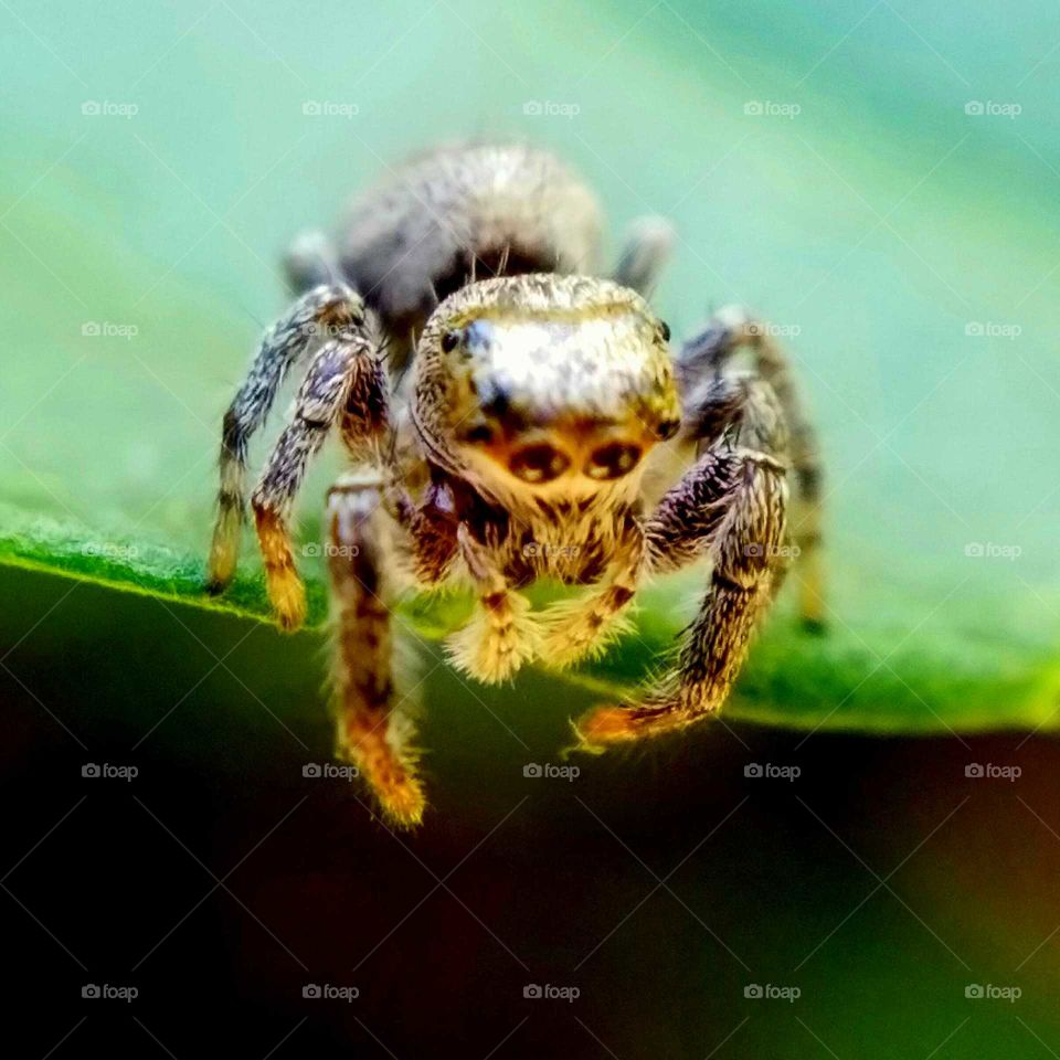 Macro Portrait of a  Metaphid Jumping Spider