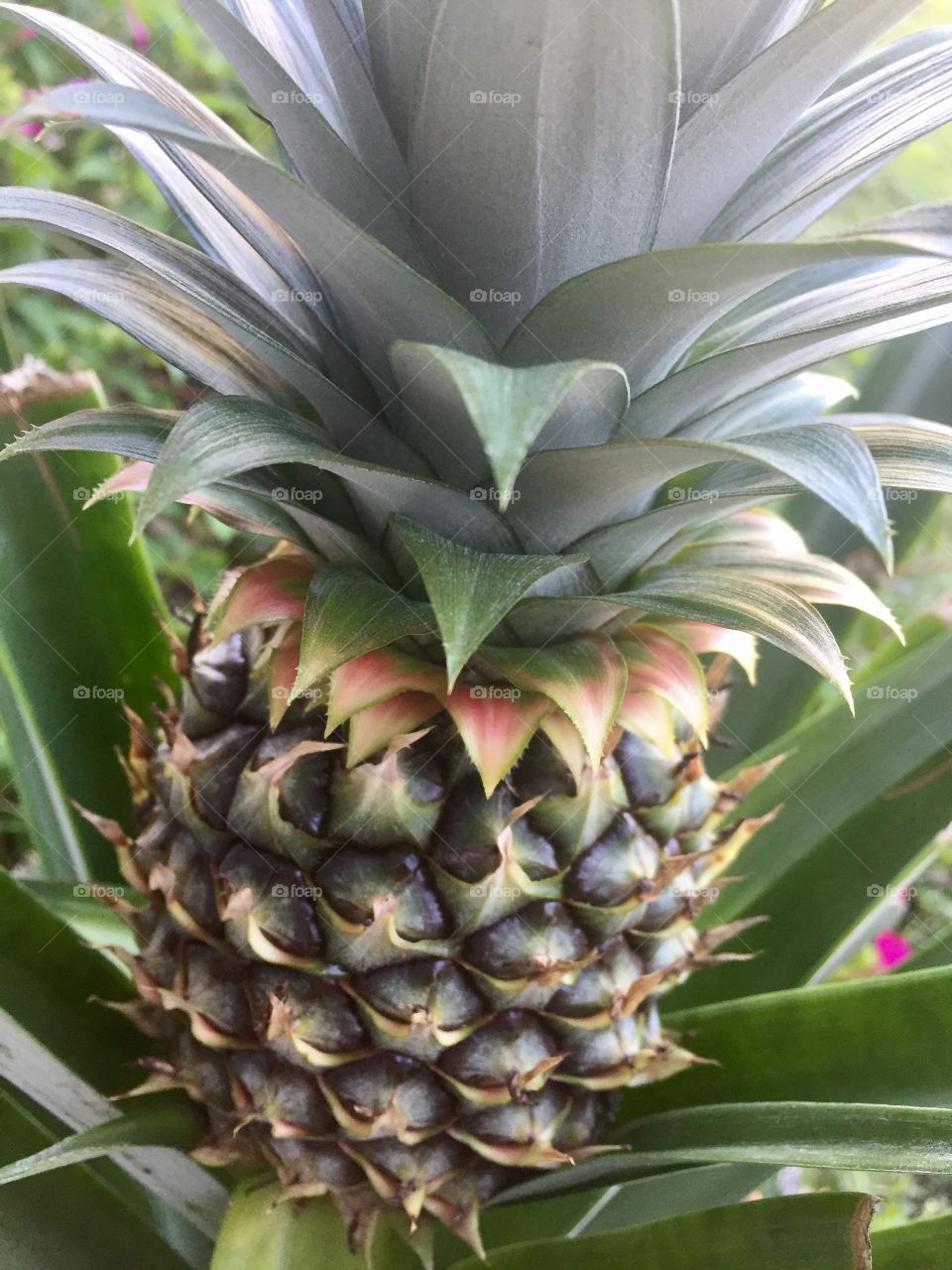 A ripe pineapple still on the plant waiting to be harvested.
