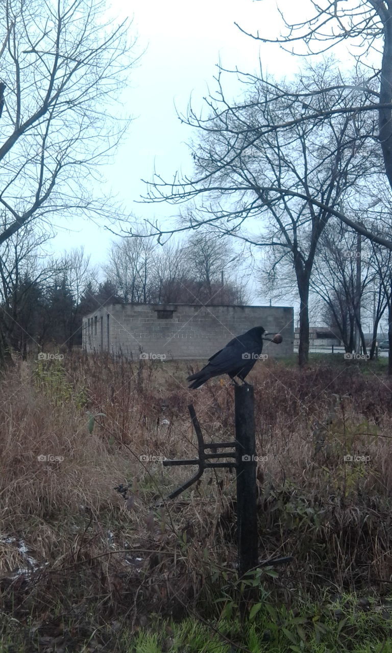 crow and walnut