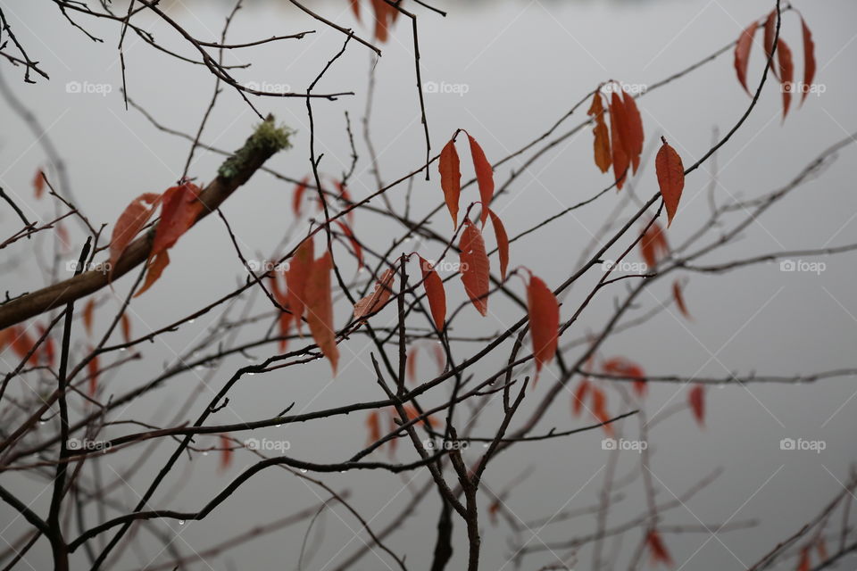 Red in the fog