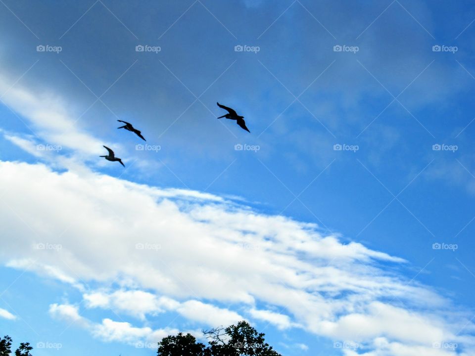 three seagull in the sky